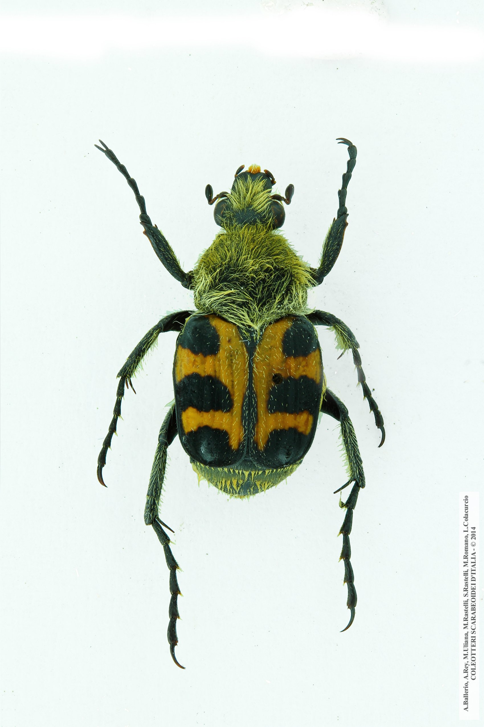 Trichius rosaceus  rosaceus